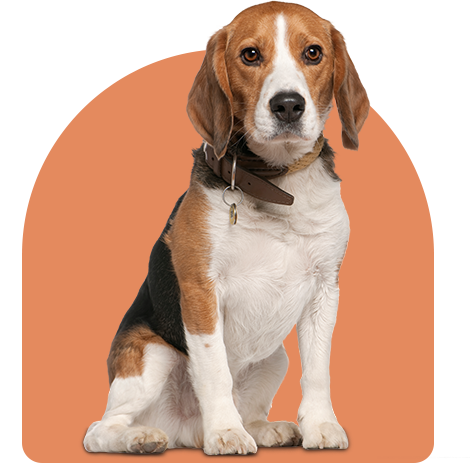 Dog with pet accessories
