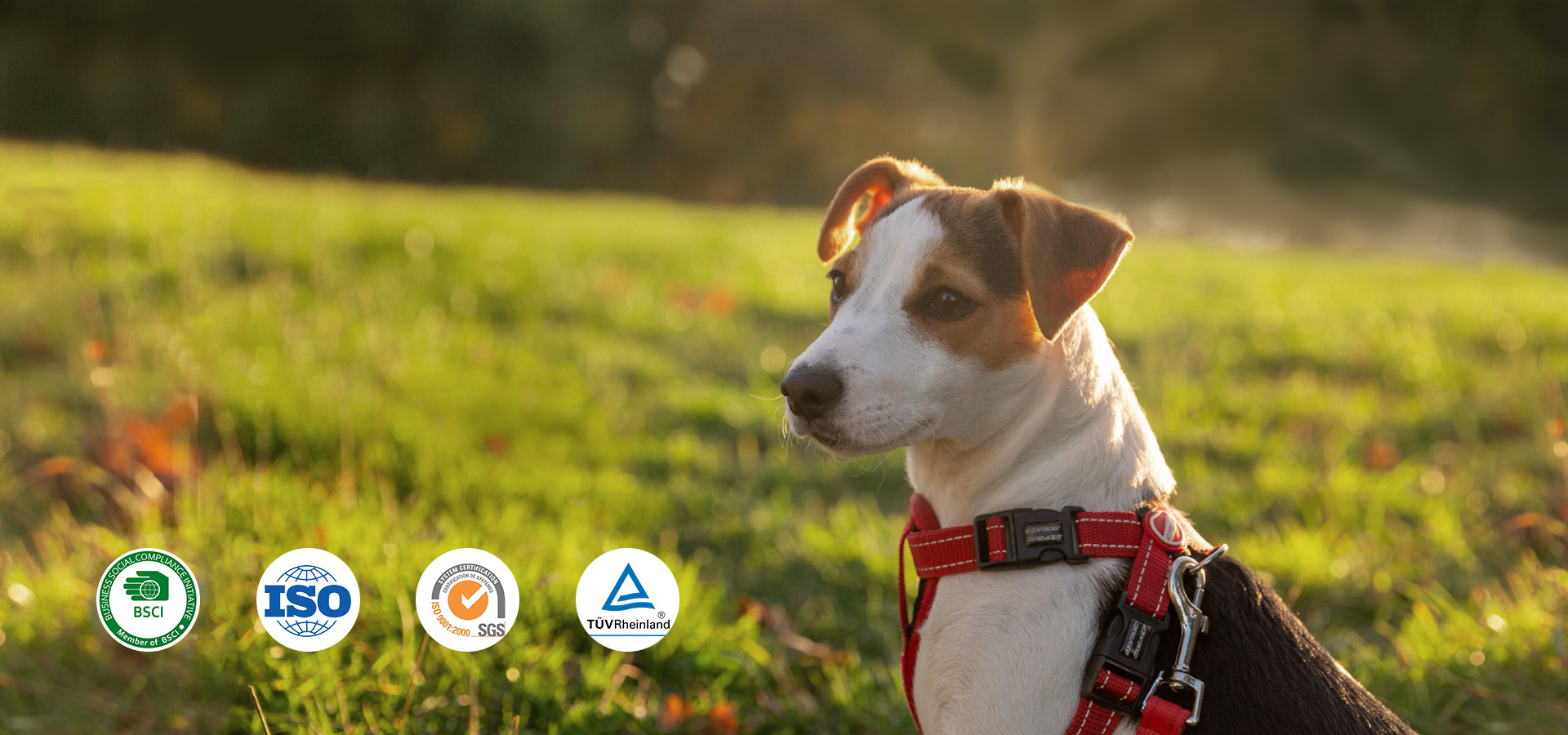 Dog wearing a red collar and harness outdoors