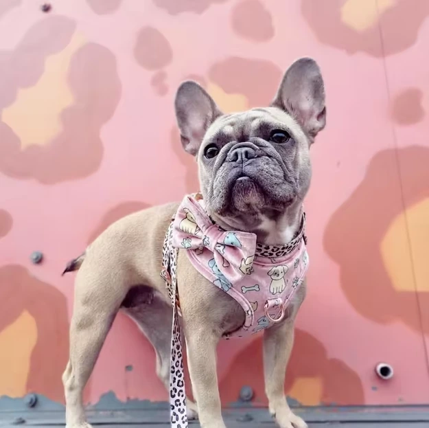 Exclusive Custom Velvet Dog Vest Collar Set, image 6