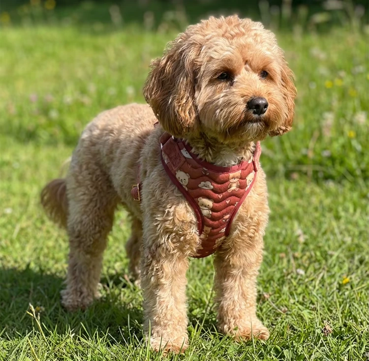 Exclusive Custom Velvet Dog Vest Collar Set, image 5